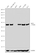 AKT3 Antibody