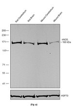 nNOS Antibody in Western Blot (WB)