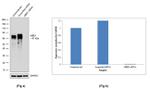 MBD1 Antibody