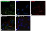 Apolipoprotein J Antibody in Immunocytochemistry (ICC/IF)