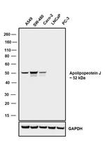 Apolipoprotein J Antibody in Western Blot (WB)