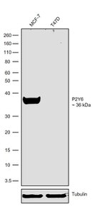 P2Y6 Antibody in Western Blot (WB)