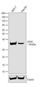 P2Y6 Antibody in Western Blot (WB)