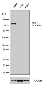 NLRP3 Antibody in Western Blot (WB)