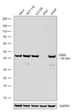 CBX8 Antibody in Western Blot (WB)