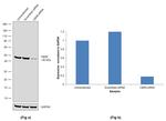 CBX8 Antibody in Western Blot (WB)