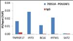 BOB-1 Antibody in ChIP Assay (ChIP)