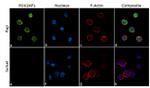 BOB-1 Antibody in Immunocytochemistry (ICC/IF)