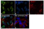 YY1 Antibody in Immunocytochemistry (ICC/IF)