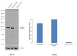 ALKBH5 Antibody in Western Blot (WB)