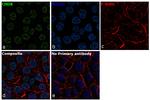 CHD8 Antibody in Immunocytochemistry (ICC/IF)