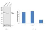 FTO Antibody in Western Blot (WB)