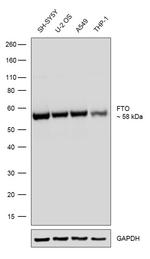 FTO Antibody in Western Blot (WB)