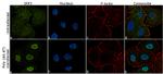 IRF3 Antibody in Immunocytochemistry (ICC/IF)