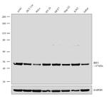 IRF3 Antibody in Western Blot (WB)