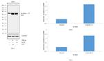 IL13RA2 Antibody