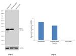 VGLL4 Antibody