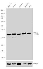 VGLL4 Antibody in Western Blot (WB)