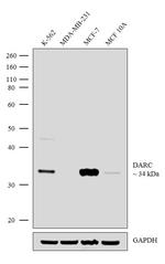 DARC Antibody in Western Blot (WB)