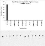 H3K4ac Antibody