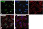 H4K5ac Antibody in Immunocytochemistry (ICC/IF)