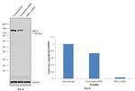 SMC3 Antibody in Western Blot (WB)