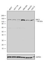 SMC3 Antibody in Western Blot (WB)