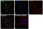 SMC3 Antibody in Immunocytochemistry (ICC/IF)