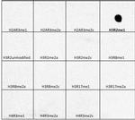 H3R2me1 Antibody in Dot Blot (DB)