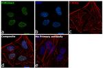 H3R2me1 Antibody in Immunocytochemistry (ICC/IF)