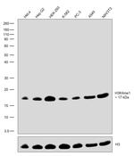 H3K4me1 Antibody in Western Blot (WB)