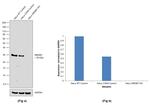 HMGB1 Antibody in Western Blot (WB)