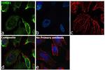 HMGB1 Antibody in Immunocytochemistry (ICC/IF)