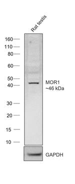 OPRM1 Antibody in Western Blot (WB)
