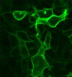 SSTR5 Antibody in Immunocytochemistry (ICC/IF)