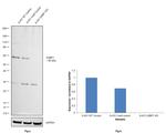 G3BP1 Antibody