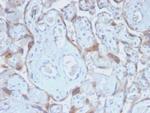 TIMP2 (Tissue Inhibitor of Metalloproteinase 2) Antibody in Immunohistochemistry (Paraffin) (IHC (P))