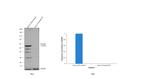 Occludin Antibody in Western Blot (WB)