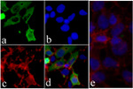 GST Tag Antibody in Immunocytochemistry (ICC/IF)