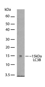 LC3B Antibody in Western Blot (WB)