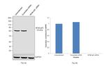 NFkB p65 Antibody in Western Blot (WB)