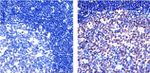 NFkB p65 Antibody in Immunohistochemistry (Paraffin) (IHC (P))