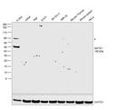 GATA1 Antibody