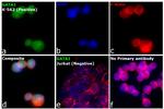 GATA1 Antibody in Immunocytochemistry (ICC/IF)