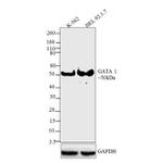 GATA1 Antibody in Western Blot (WB)