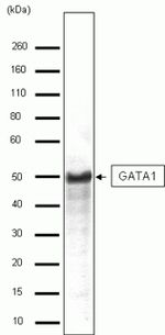 GATA1 Antibody in Western Blot (WB)