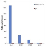 STAT3 Antibody