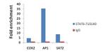 STAT6 Antibody