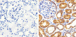 Occludin Antibody in Immunohistochemistry (Paraffin) (IHC (P))