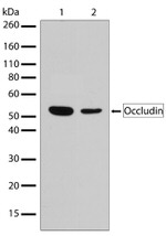 Occludin Antibody in Western Blot (WB)